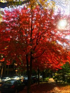 1012-fall-color-explosion-vanessa-feliciano-ed