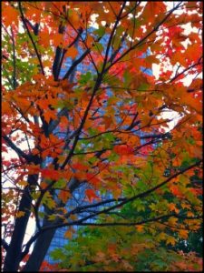 4501-fall-colors-hide-pt-catherine-kestler-ed