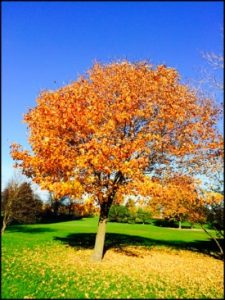 4502-tree-and-leaves-carol-erlbach-ed